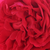 Rdeča - Vrtnica plezalka - Florentina ®